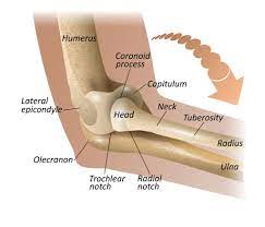The olecranon /oʊˈlɛkrənɒn/, from the greek olene meaning elbow and kranon meaning head, is a large, thick, curved bony eminence of the ulna, a long bone in the forearm that projects behind the elbow. Olecranon Bursitis