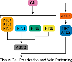 Most of the soluble reserves of organic molecules, sugars, organic. Coordination Of Tissue Cell Polarity By Auxin Transport And Signaling Elife