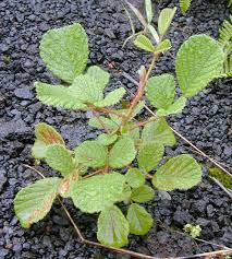 Image result for Rubus ellipticus