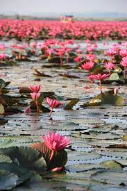 Pin By Dawan Tours On Thailand Thailand Red Lotus Cherry Blossom