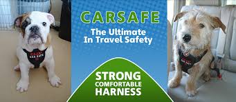 Carsafe Company Of Animals