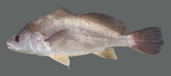 Freshwater Drum - Kentucky Department of Fish & Wildlife