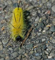 Black And Red Striped Fuzzy Caterpillar As I Was Walking On The Little Miami Trail Earlier This Week I Saw This Fuzzy Yellow Caterpillar Wi Moth Caterpillar Black Fuzzy Caterpillar Fuzzy Caterpillar
