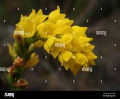 Image result for Schizochilus