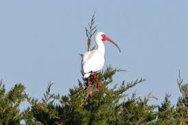 Image result for Ibis White 2008 SR4