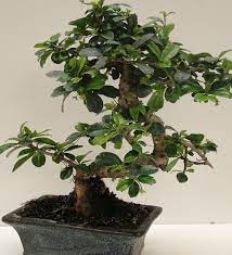 Bonzai, bonsai bitkisinin yetiştirilmesi, bakımı, budanması ve sulanması: Bonsai Bakimi Sulamasi Ve Cogaltilmasi Nasil Yapilir