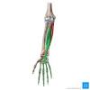 This layer contains only one muscle, the flexor digitorum. 1