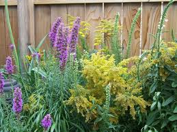 We compiled 62 purple flowers and their care instructions. See 25 Native Ohio Perennials For Your Garden Vibrant Color And Deer Resistant Cleveland Com
