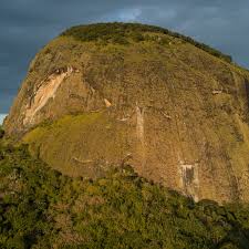 Image result for Trianthema mozambiquense