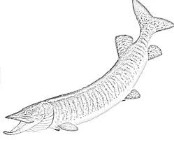 Northern Pike Line Drawing Google Search Coloring Pages Fish Coloring Page Cute Coloring Pages