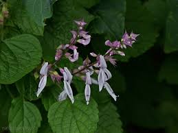 Image result for Ocimum labiatum
