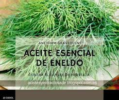 Se tiene mención de ella desde la antigüedad. Aceites Esenciales Y Extractos Naturales Aceite Esencial De Eneldo Contra El Cancer De Pros Eneldo Aceite Herbolaria