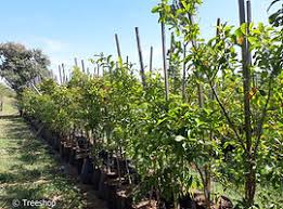 Image result for Combretum kraussii