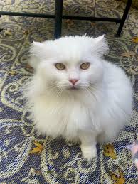 Hello, I really hate to do this because I'm not one to ever ask for money.  I have a 2.5-year-old female Ragdoll that started having seizures