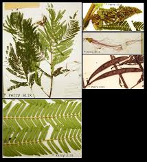 Image result for Calliandra calothyrsus