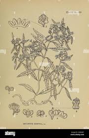 Image result for Secamone retusa