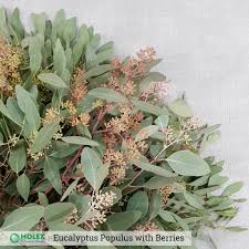 Types of eucalyptus cut flowers. Eucalyptus Wholesale Guide Holex Flower Blog
