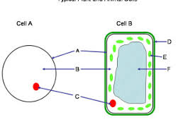 The crater at acraman is. Ec 7037 Cell Diagram For Quiz Free Diagram
