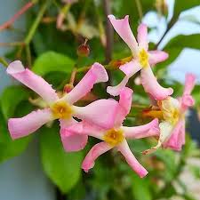 Star jasmine (trachelospermum jasminoides) dazzles as a twining vine, but the lustrous, evergreen foliage and intoxicating fragrance combine for a nearly irresistible ground cover. Fragrant Trachelospermum Asiaticum Pink Showers Pinky Wings Star Jasmine Plants Garden Plants