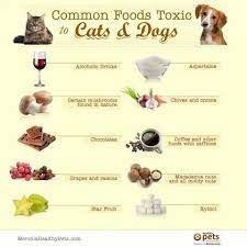 Toxic Animal Foods Foods Bad For Dogs Dangerous Foods For Dogs Pet Market