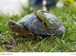 Reptilien Als Haustier Ein Ratgeber Mit Bildern Reptilien Haustier Reptilien Schildkrote Haustier