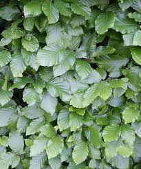 Sichtschutz Die 12 Besten Heckenpflanzen Heckenpflanzen Hecke Pflanzen Pflanzen