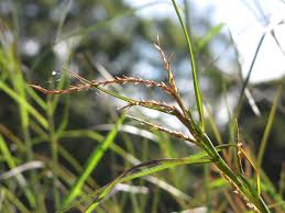 Image result for Hemarthria