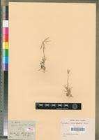 Image result for Cynodon incompletus