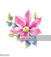Maybe you would like to learn more about one of these? Clematis Flower Watercolor Painting Clipart Image