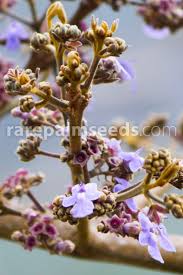 Image result for Vitex payos