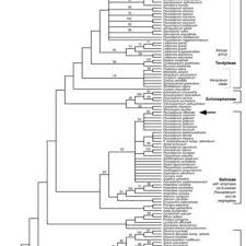 Image result for Afrosciadium rhodesicum