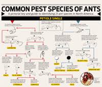 Ant Control Common Pest Species Of Ants Pct Pest