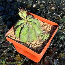 Image result for Euphorbia espinosa