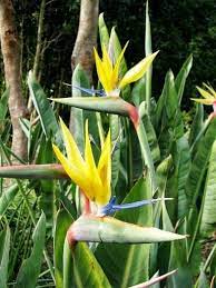 Strelitzia Reginae Bird Of Paradise Mandela S Gold