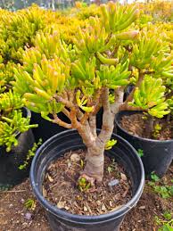 Image result for Crassula alticola