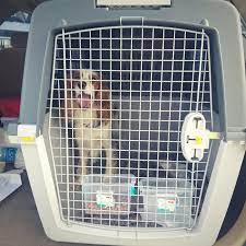 Since 1978, pet express has been trusted by families to safely relocate their pets all over the world. Pet Shipping During A Pandemic Zeytin S Move To Dubai Petrelocation