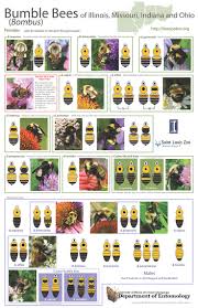 Color Pattern Guide To Bumble Bees Of Illinois Missouri