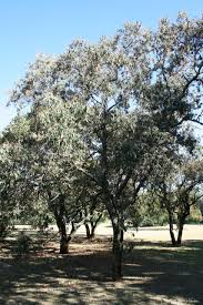 Image result for Croton gratissimus