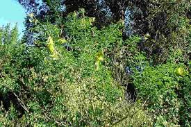 Image result for Crotalaria agatiflora