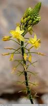 Image result for Bulbine asphodeloides