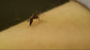 Is it possible to suddenly get allergic to mosquito bites? New Species Of Mosquito Invading Southern California Abc7 San Francisco