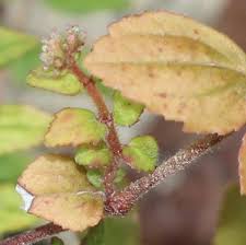 Image result for Euphorbia ophthalmica