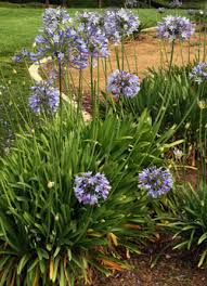 Image result for Agapanthus codii