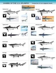 shark identification chart u s atlantic