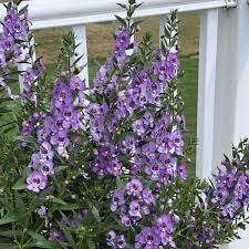 Image result for Angelonia