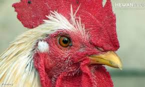 We did not find results for: Mitos Dan Fakta Burung Emprit Gantil Atau Wiwik Kelabu Atau Kedasih Hewanpedia