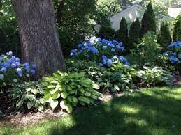 Shady Gardens Design Ideas 90 Hydrangea Landscaping Shade Landscaping Landscape Design