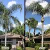 The health, shape, and size of the palm tree all have an impact on how much they cost to trim. Https Encrypted Tbn0 Gstatic Com Images Q Tbn And9gcq7xv Rbioghju8nzombpq1le5yibt5x1afgvlafk2u0yiqmlho Usqp Cau