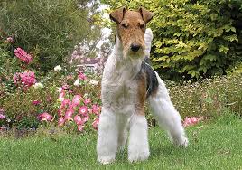 We did not find results for: Fox Terrier Wire Breeds