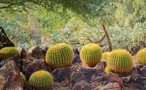 The desert botanical garden is located in phoenix, arizona, near the cities of scottsdale and tempe, on 145 acres in the midst of the red rock buttes of papago park. Visit Desert Botanical Garden In Camelback East Expedia